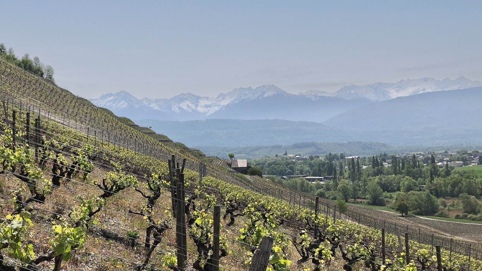 savoie photosynterre agronomie vignes