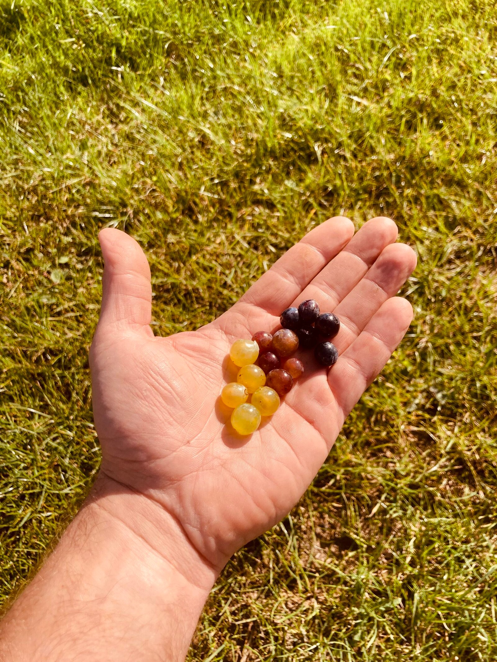 raisins grappes main