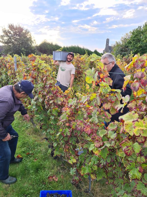 vignes vendanges